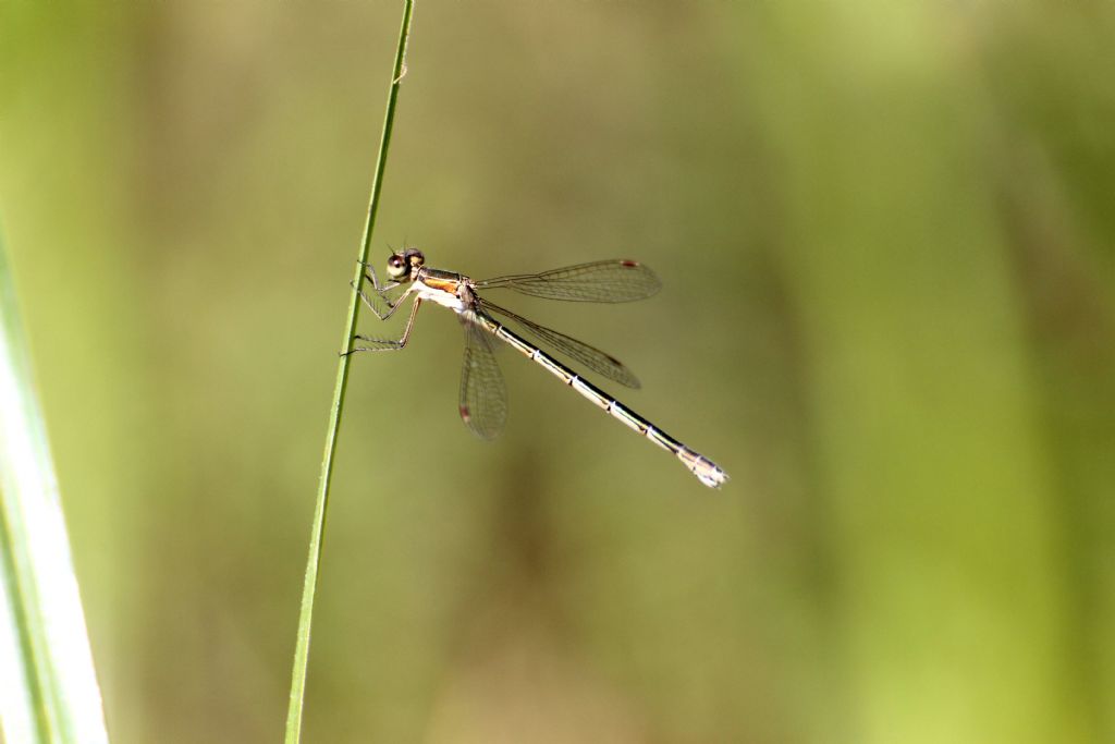 Lestes virens vestalis?  No, Chalcolestes viridis